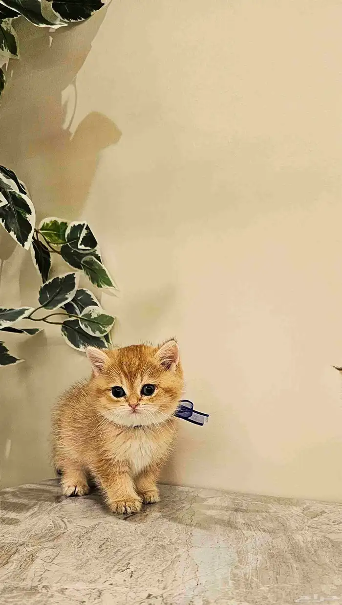 كتن سكوتش بيور للبيع 2