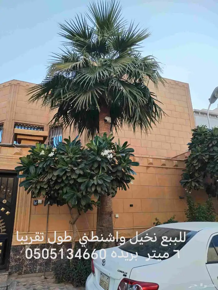 للبيع نخيل واشنطني طول تقريبا 6 ميتر الي 4 ميتر القلع علي ا 0