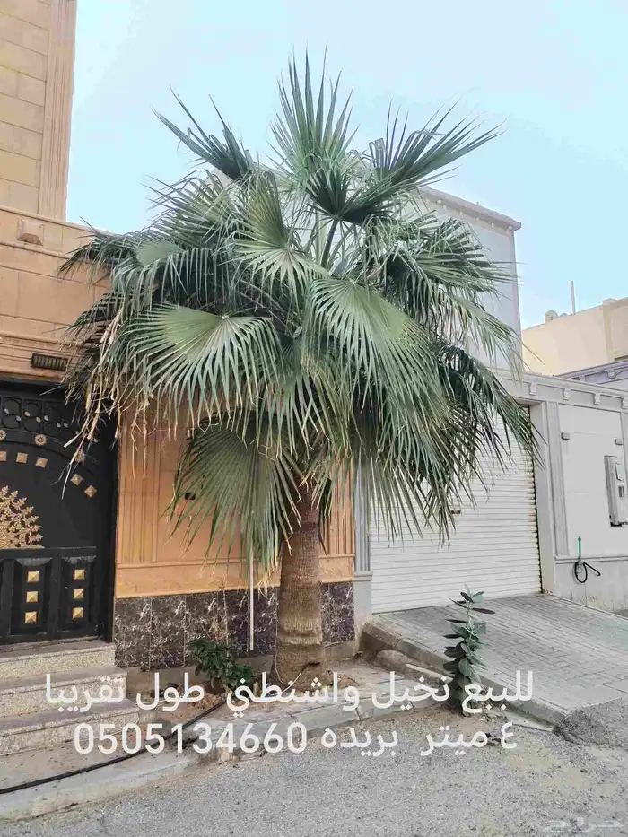 للبيع نخيل واشنطني طول تقريبا 6 ميتر الي 4 ميتر القلع علي ا 4