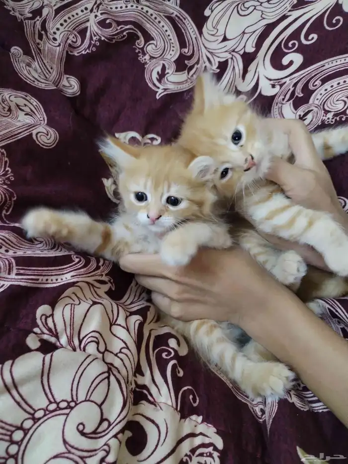 قطط منقذه للتبني 12