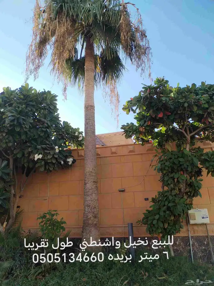 للبيع نخيل واشنطني طول تقريبا 6 ميتر الي 4 ميتر القلع علي ا 1