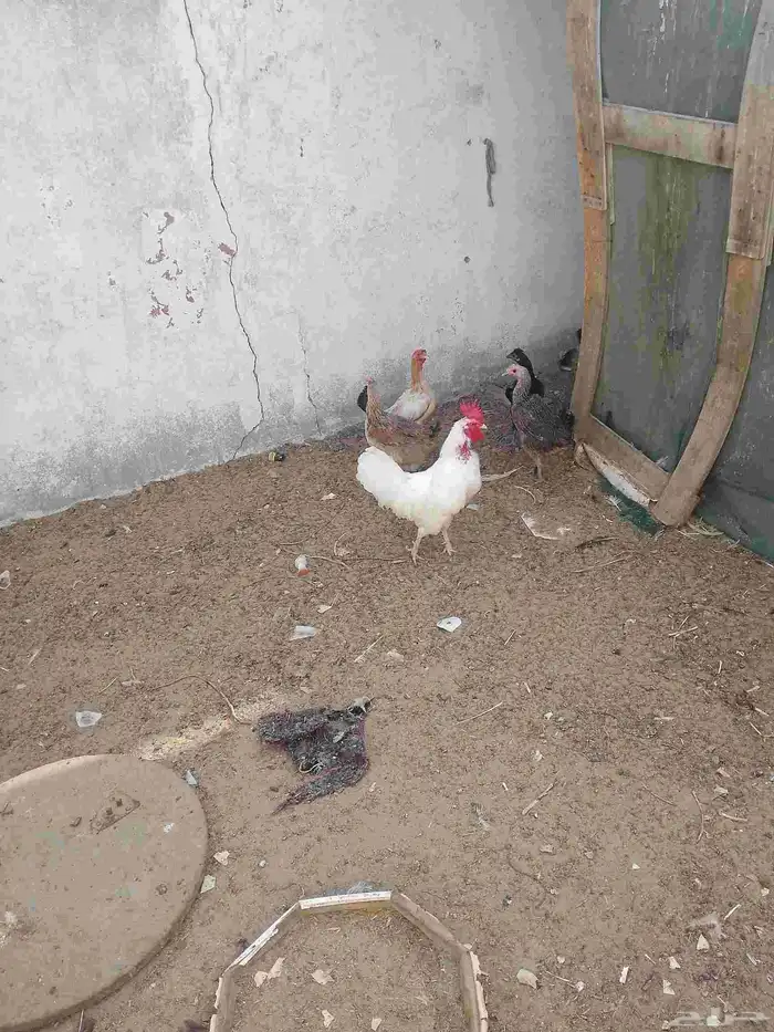 دجاج بلدي البيع على السوم 0