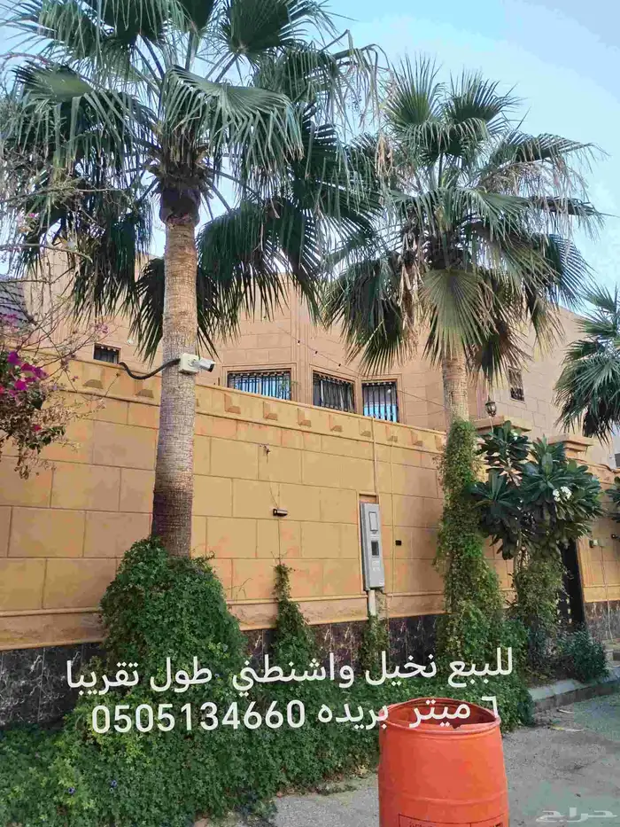 للبيع نخيل واشنطني طول تقريبا 6 ميتر الي 4 ميتر القلع علي ا 3