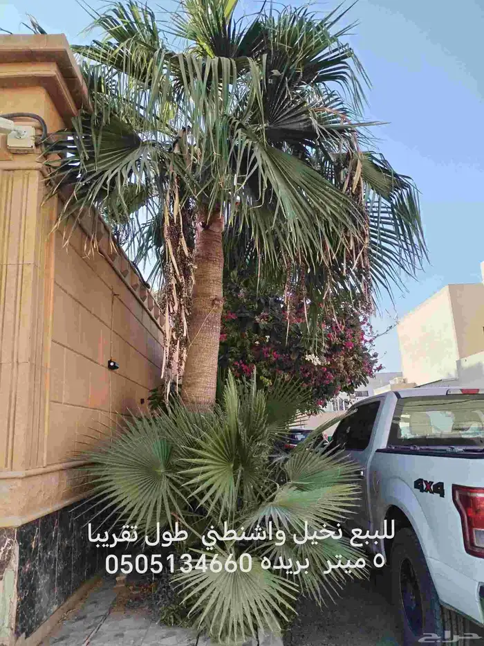 للبيع نخيل واشنطني طول تقريبا 6 ميتر الي 4 ميتر القلع علي ا 2