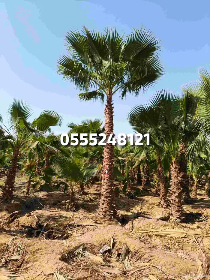 نخل واشنطني زينه 1