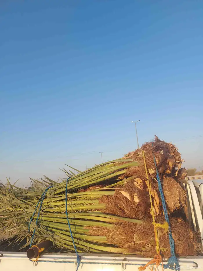 سلام عليكم عندنا هل الحلوه رميثيه ماشالله تبارك الله 0