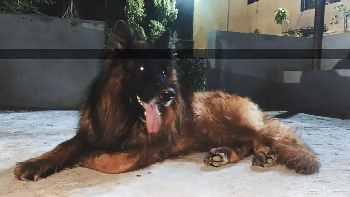 جراوي جيرمن شيبرد 6