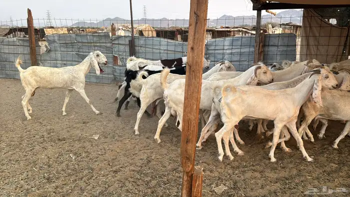 للبيع معزه مصريات 21 راس بي الفحل دفيع صغار سن 24