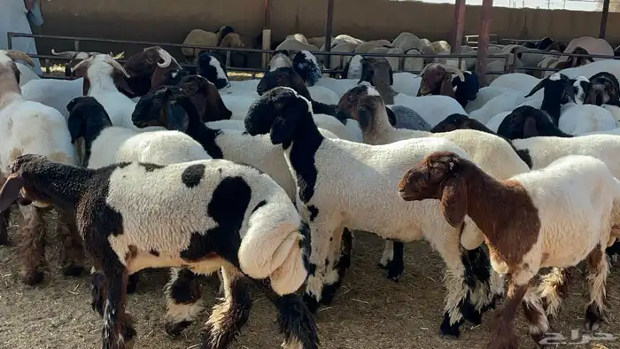 مشاءالله تبارك الله جذعات فاخرة 1