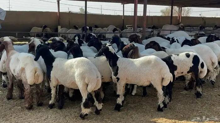 مشاءالله تبارك الله جذعات فاخرة 2