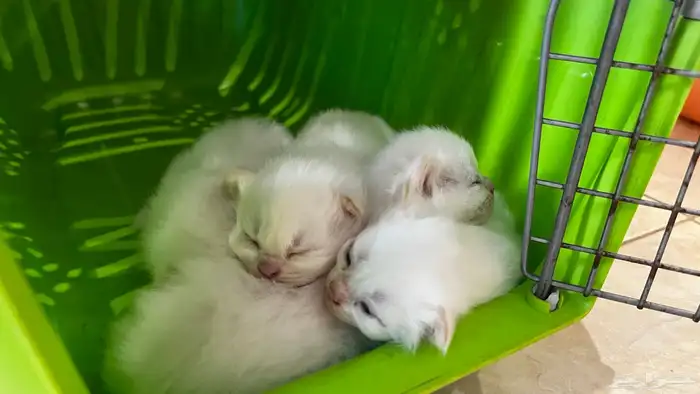 انتاج جديد مواليد1 10 2025 شيرازي مهجن لون ابيض عسلي 10