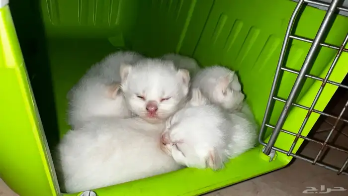 انتاج جديد مواليد1 10 2025 شيرازي مهجن لون ابيض عسلي 8