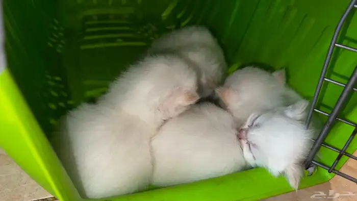 انتاج جديد مواليد1 10 2025 شيرازي مهجن لون ابيض عسلي 9