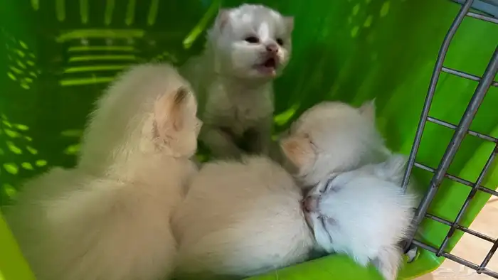 انتاج جديد مواليد1 10 2025 شيرازي مهجن لون ابيض عسلي 7