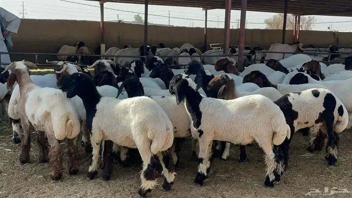 مشاءالله تبارك الله جذعات فاخرة 4