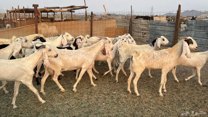 للبيع معزه مصريات 21 راس بي الفحل دفيع صغار سن 16