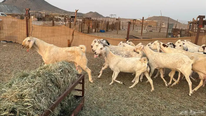 للبيع معزه مصريات 21 راس بي الفحل دفيع صغار سن 0
