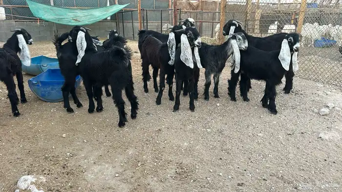 جفار وفحلهن عوارض مشاريك 0