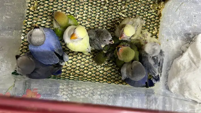 روز مجنون غر 2