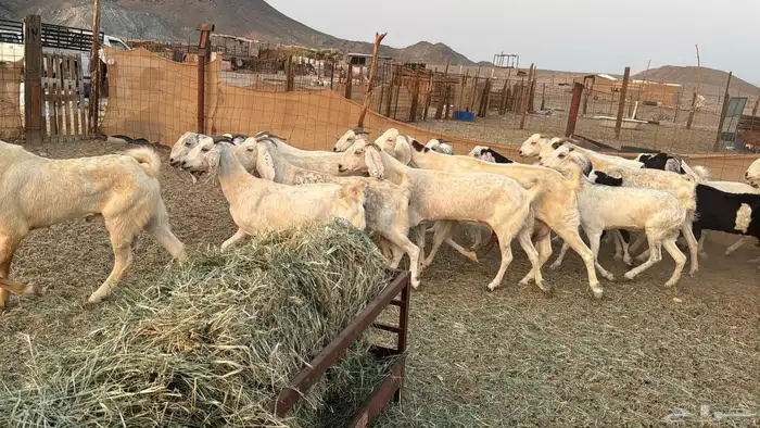 للبيع معزه مصريات 21 راس بي الفحل دفيع صغار سن 2