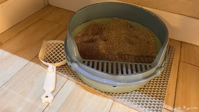 قطه   بسه مع مستلزماتها 5