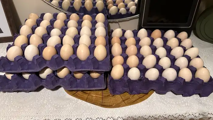بيض بلدي 2