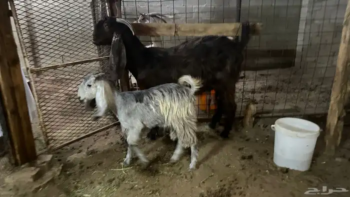 عنز شاميه مضرع ومعها جفرة للبيع 0