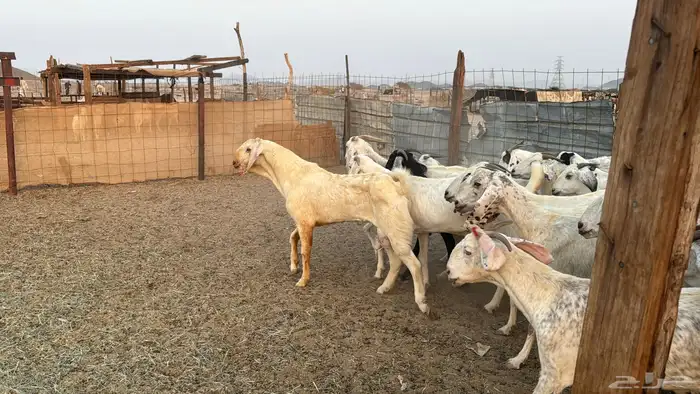 للبيع معزه مصريات 21 راس بي الفحل دفيع صغار سن 25