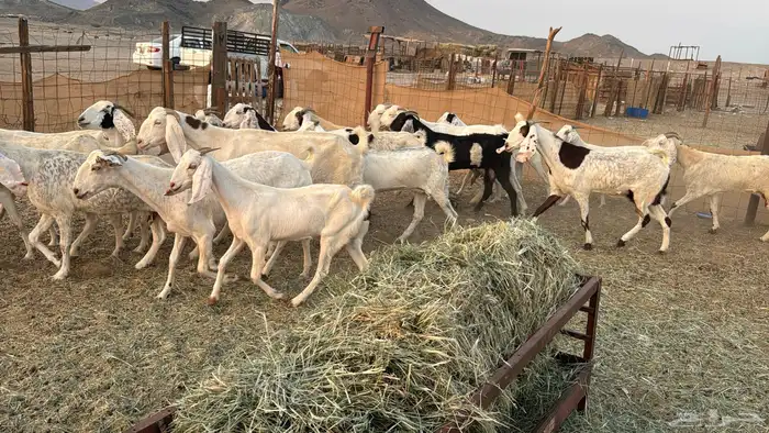 للبيع معزه مصريات 21 راس بي الفحل دفيع صغار سن 3