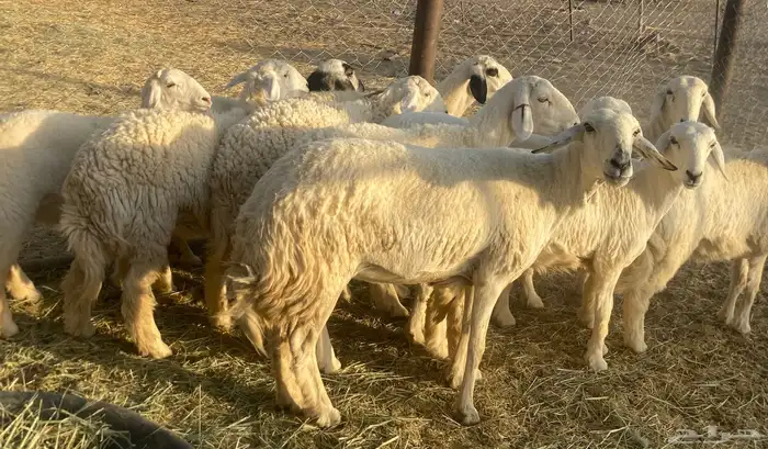 غنم حريات اسنان 0