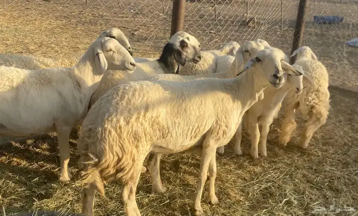 غنم حريات اسنان 4