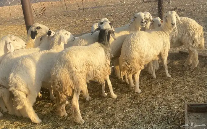 غنم حريات اسنان 5