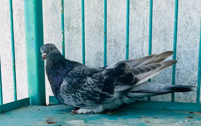 انثى قلابي موصلي 5