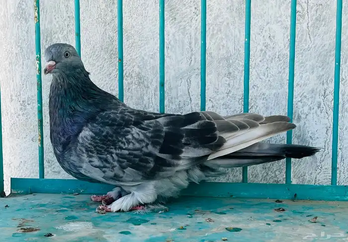 انثى قلابي موصلي 0