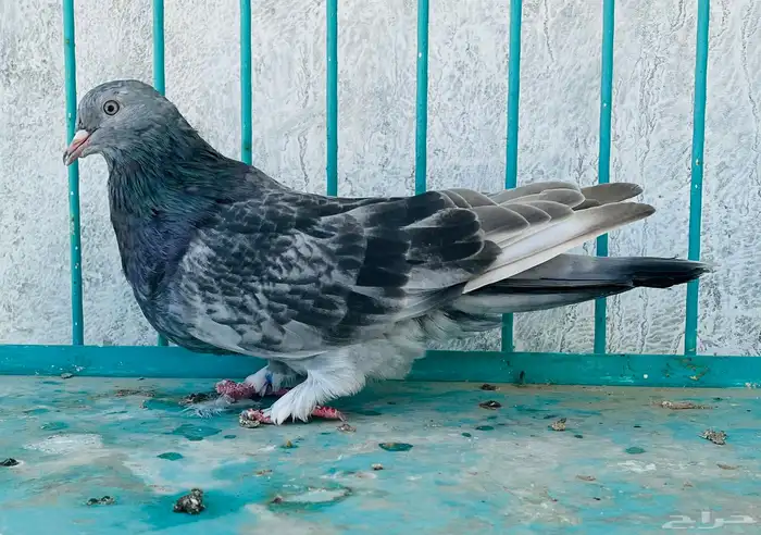 انثى قلابي موصلي 3