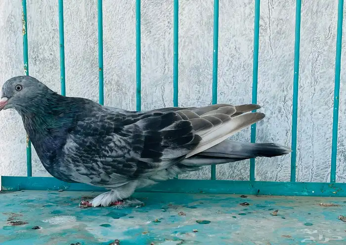 انثى قلابي موصلي 1