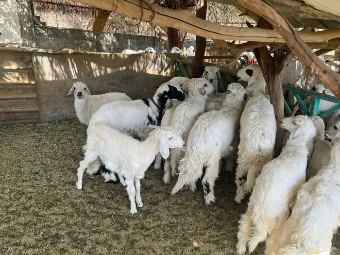 طليان ورخل للبيع 4