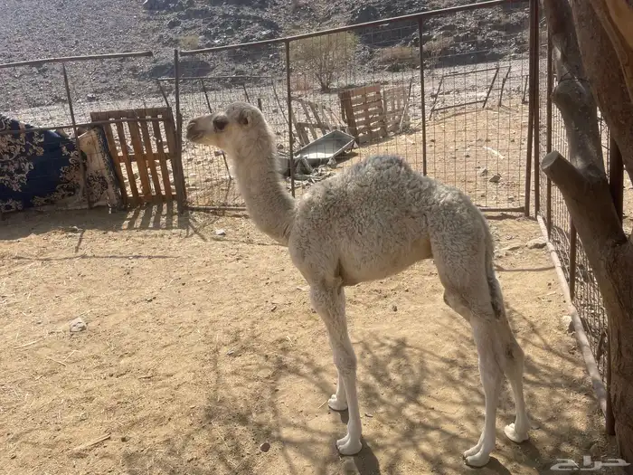 للبيع ناقه خلفاء طيبه 4