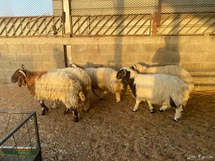 طليان نعيم للبيع 3