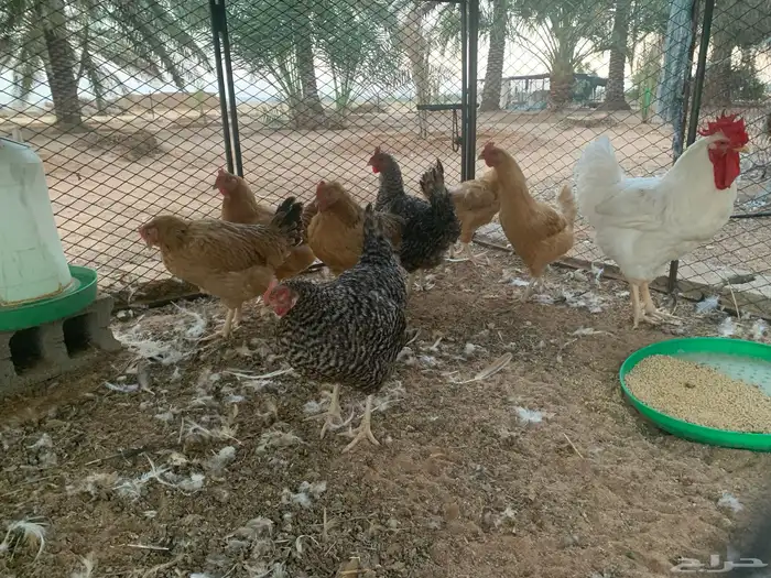 دجاج تركي فاخر 2