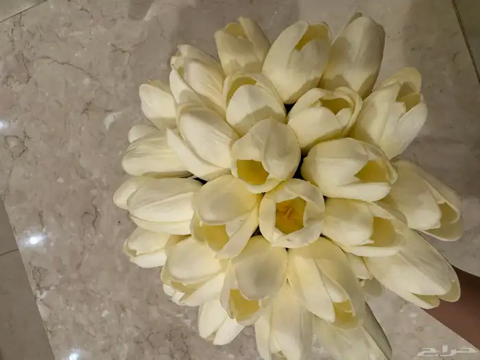 مسكه توليب دانتيل (استخدام واحد) 3