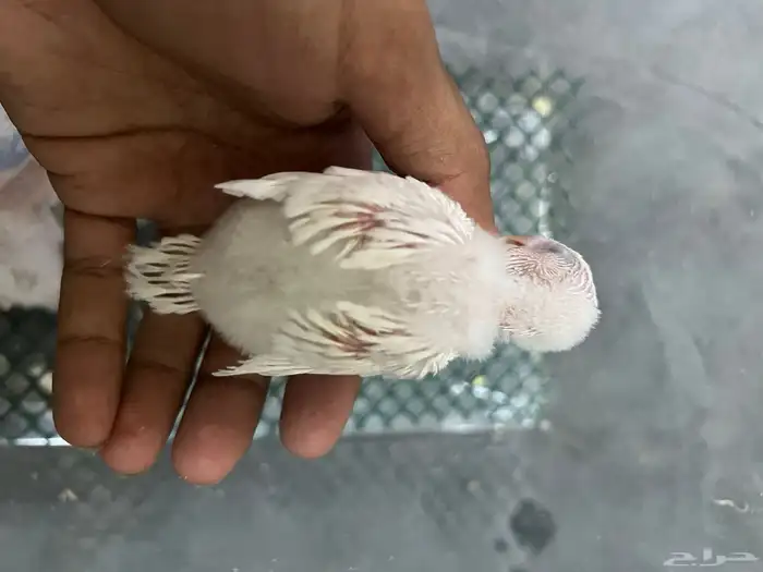 فروخ بادجي للبيع 7