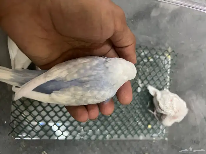 فروخ بادجي للبيع 9