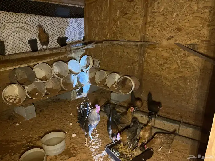 البيع دجاج 0
