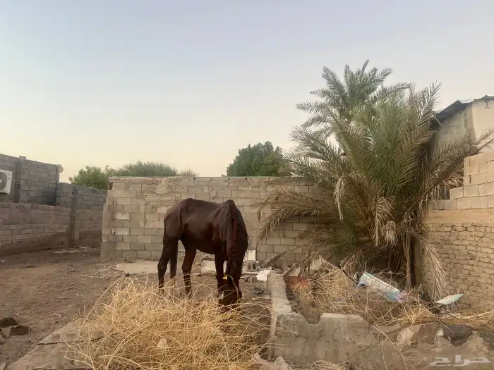 حصان 0