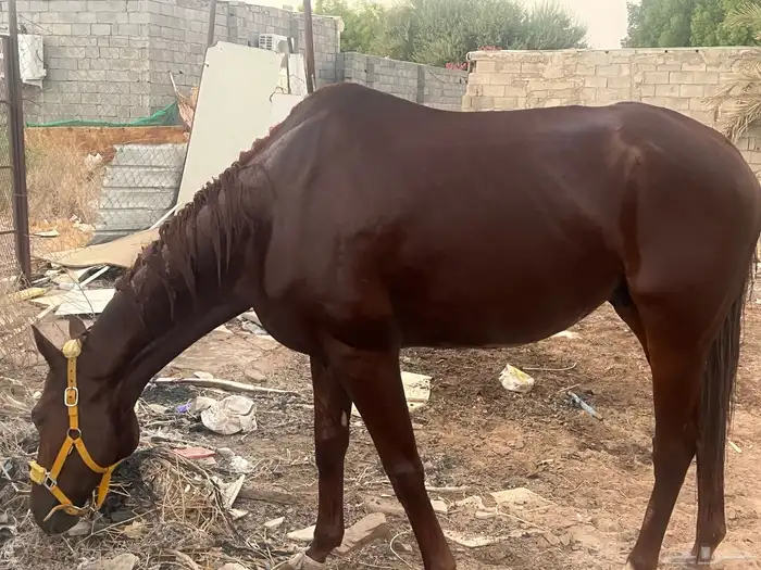حصان 1
