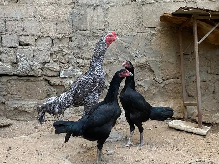 طقم دجاج هندي 2
