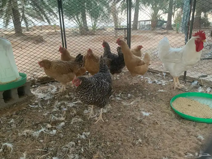 دجاج تركي فاخر 1