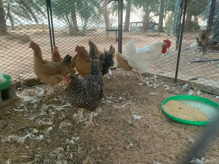 دجاج تركي فاخر 6