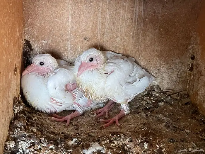 فراخ حمام فرنسي 4